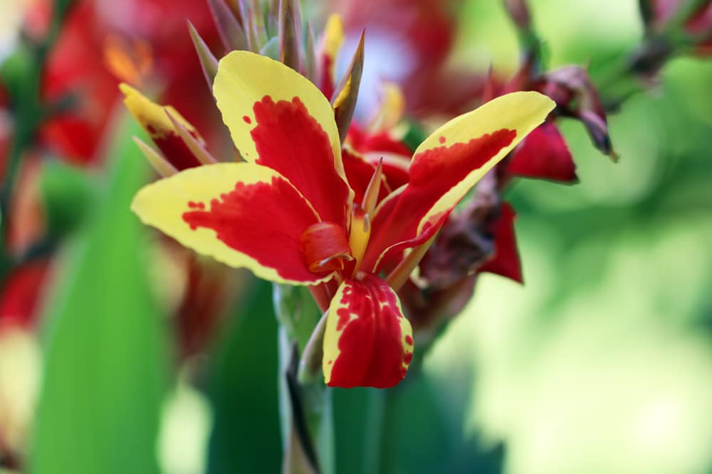 Canna - Blumenrohr