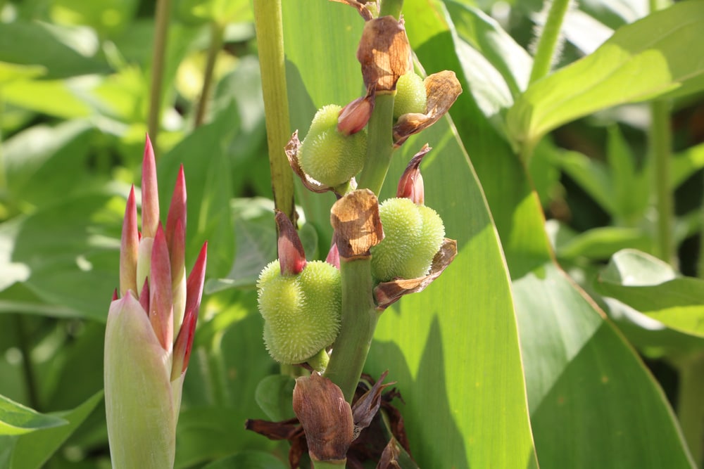 Canna - Blumenrohr