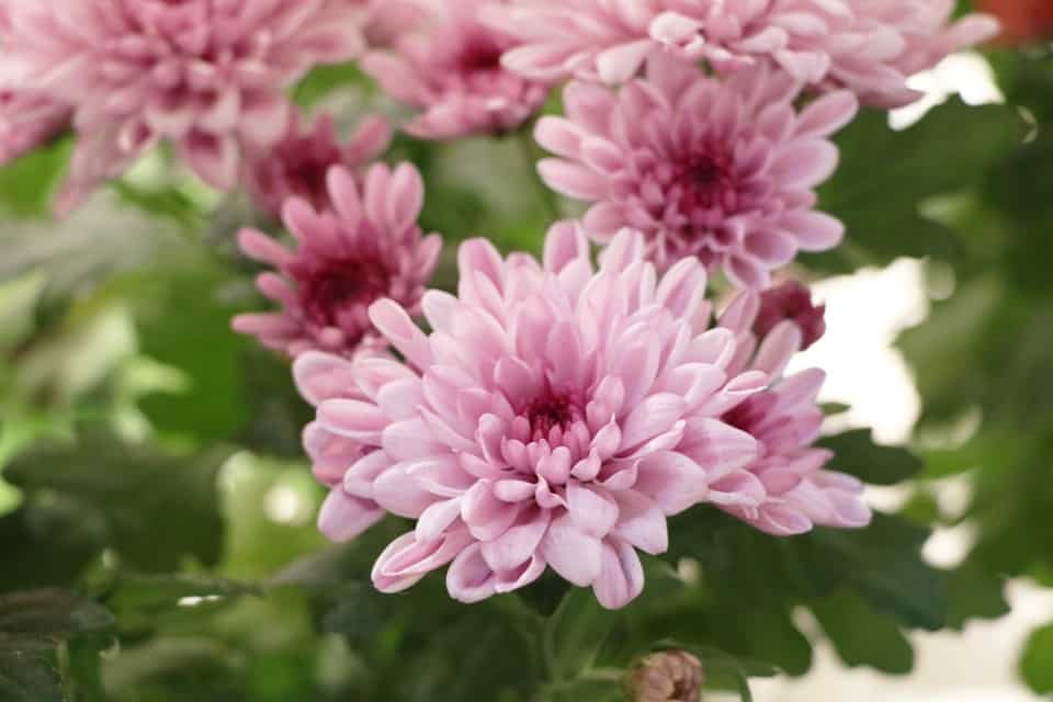 Sind Chrysanthemen winterhart / mehrjährig? Anleitung zum Überwintern