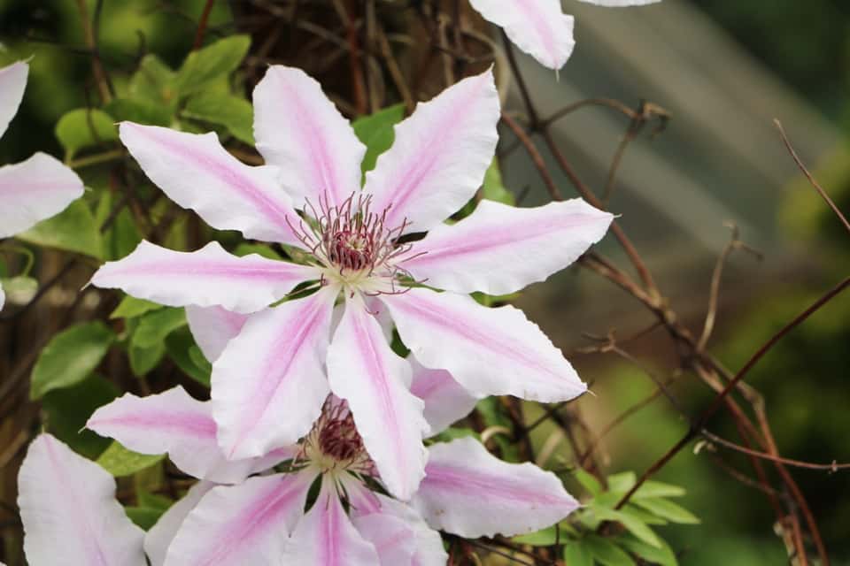 Ist die Clematis winterhart/mehrjährig? Anleitung zum Überwintern