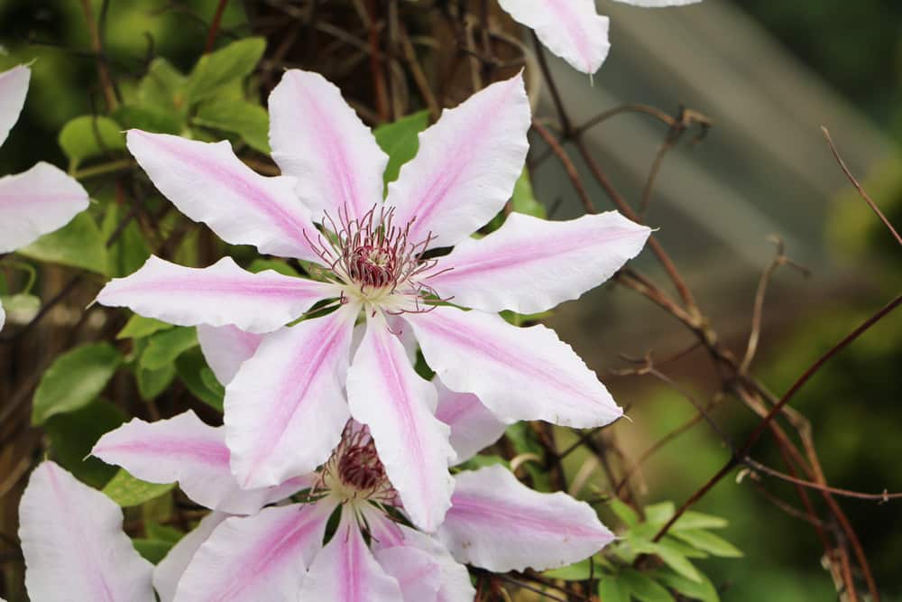 Clematis - Waldrebe