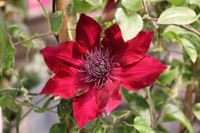 Clematis - Waldrebe