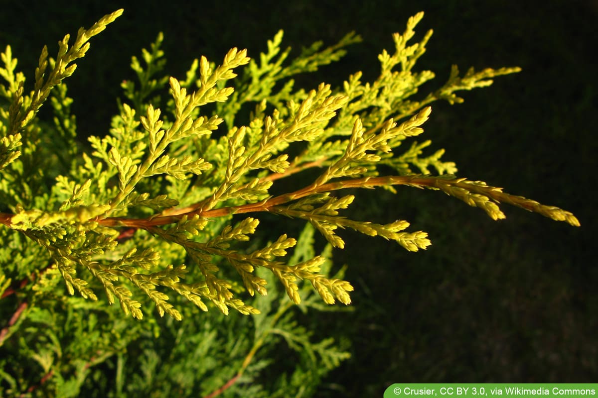 Cupressocyparis leylandii 'Castlewellan Gold'