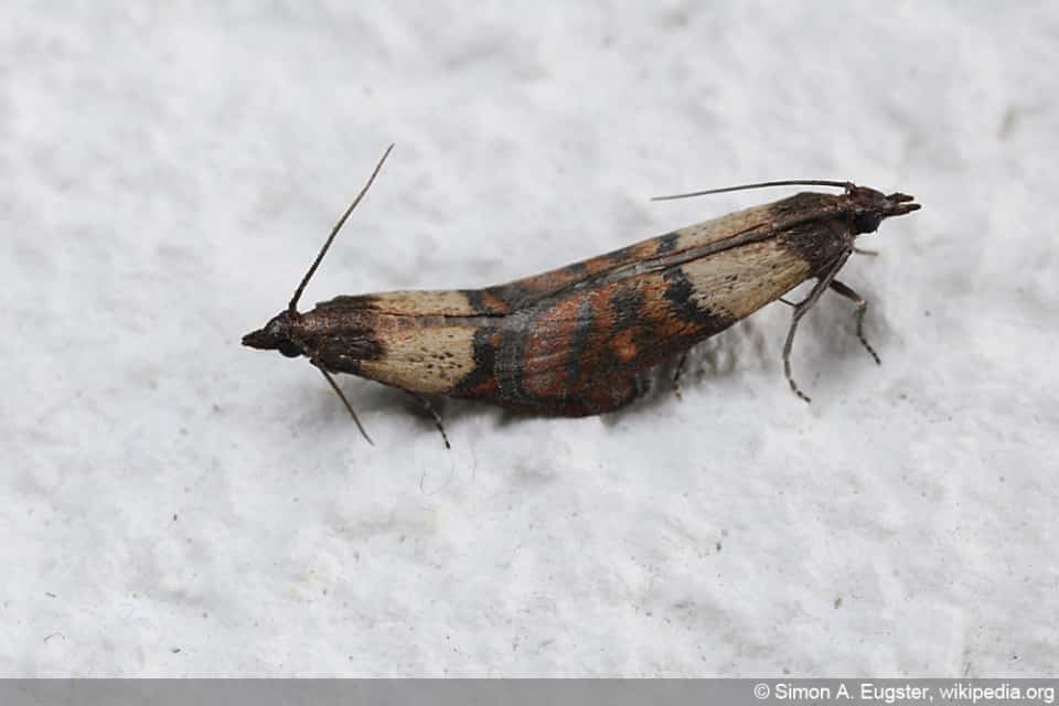 Larven und Würmer im Bett/Bettkasten woher und wie bekämpfen?