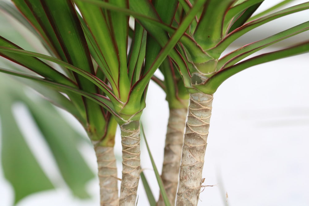 Drachenbaum - Dracaena deremensis