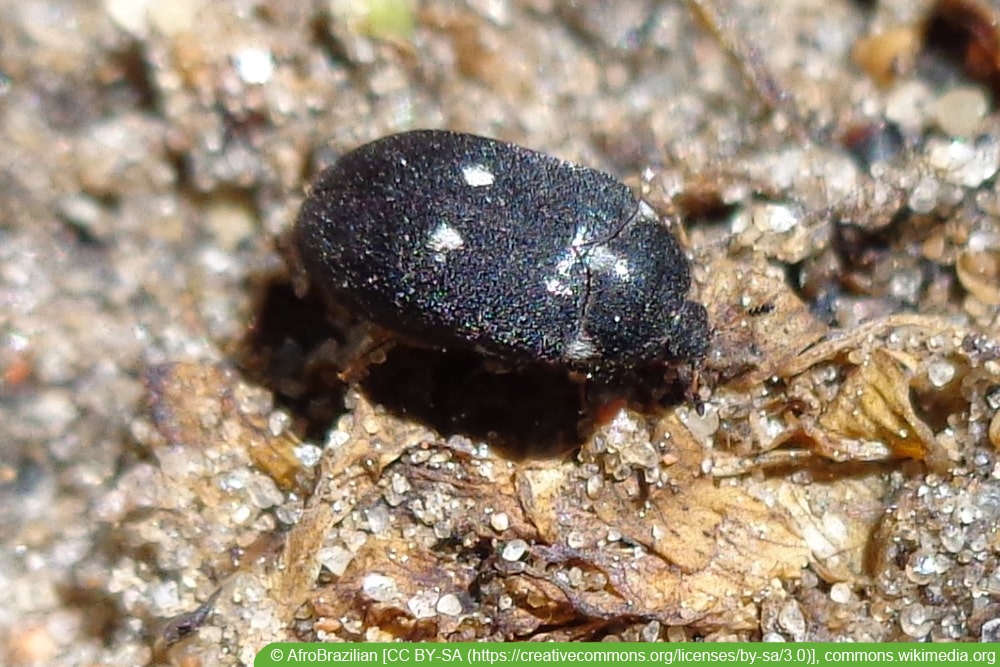 Gefleckter Pelzkäfer (Attagenus pellio)