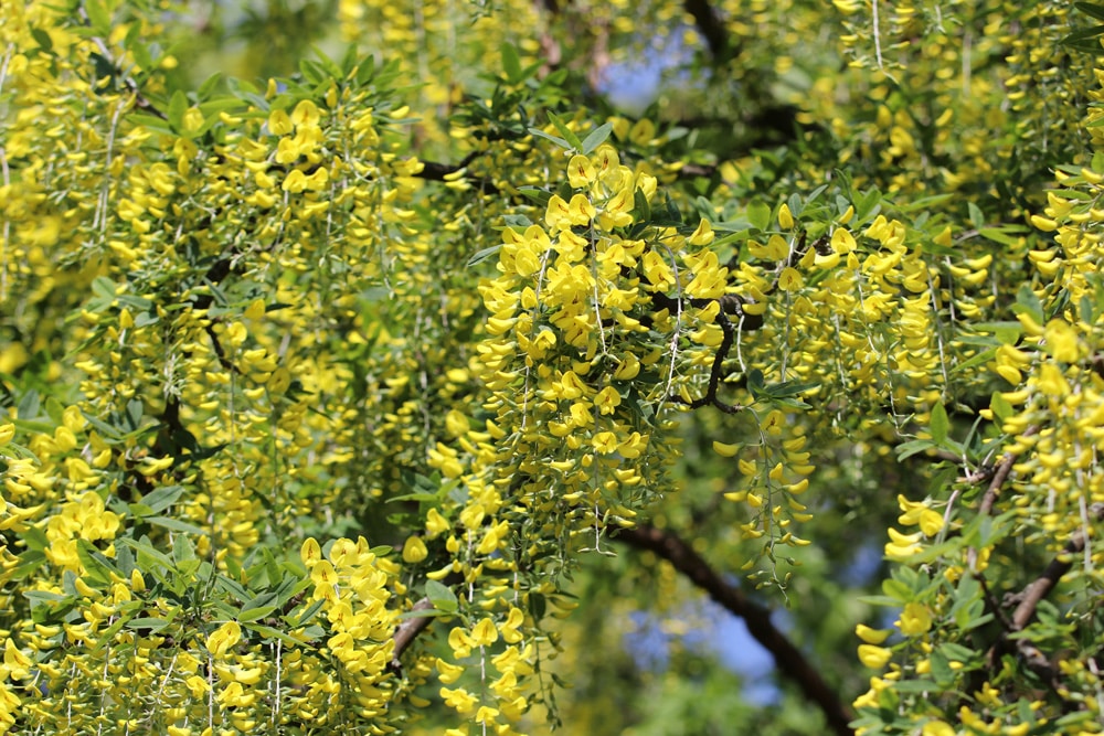 Goldregen - Laburnum anagyroides