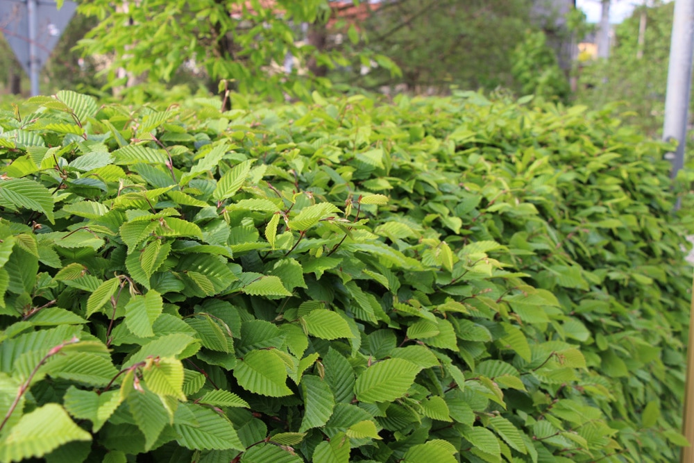 Immergrüne Hecke: Die besten Heckenpflanzen für den Garten