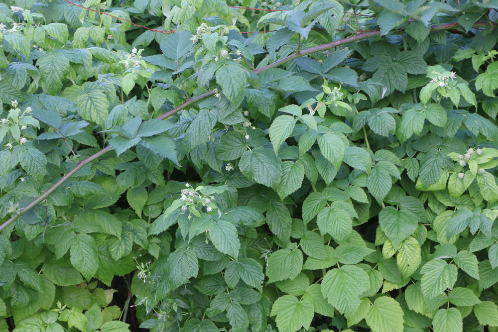 Himbeeren Rhizom