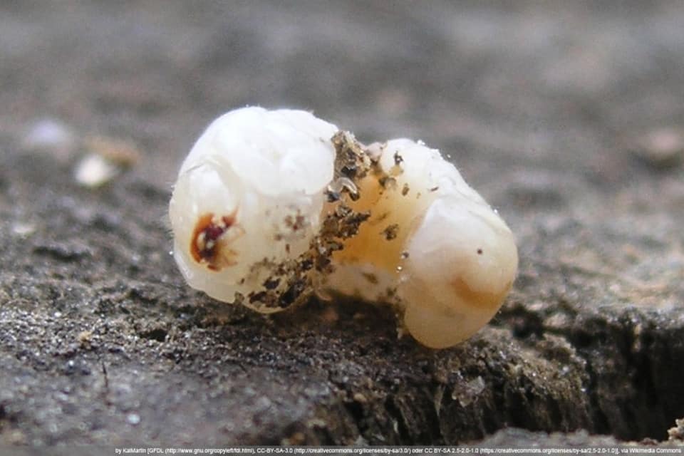 Larven und Würmer im Bett/Bettkasten woher und wie bekämpfen?