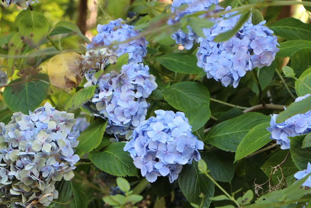 Hortensie - Endless summer - blau