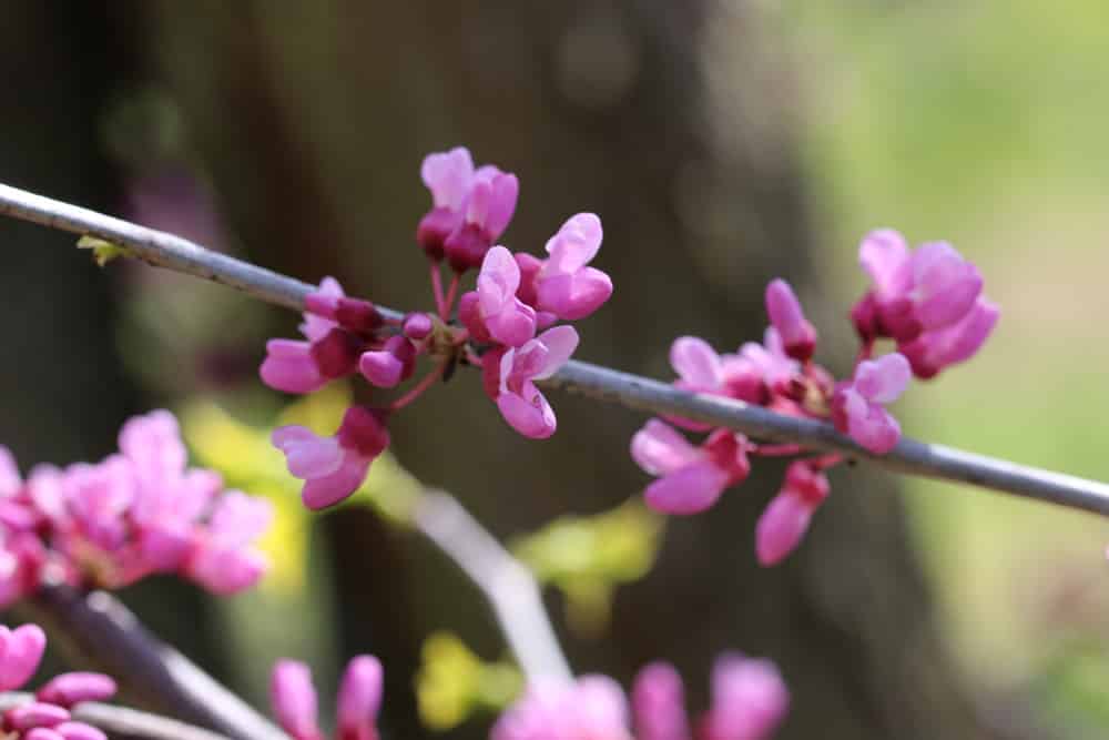 Judasbaum kanadischer  - Cercis canadensis