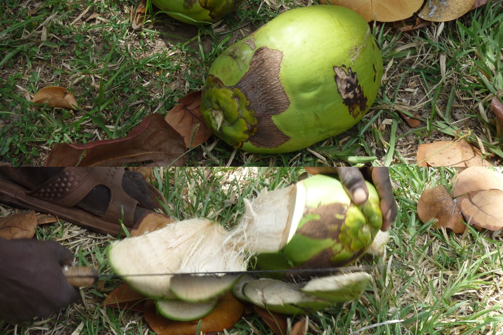 Kokosnusspalme - Cocos nucifera