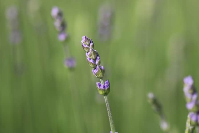 Lavendel