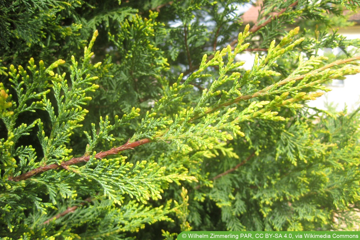 Leyland Zypresse - Cupressocyparis leylandii