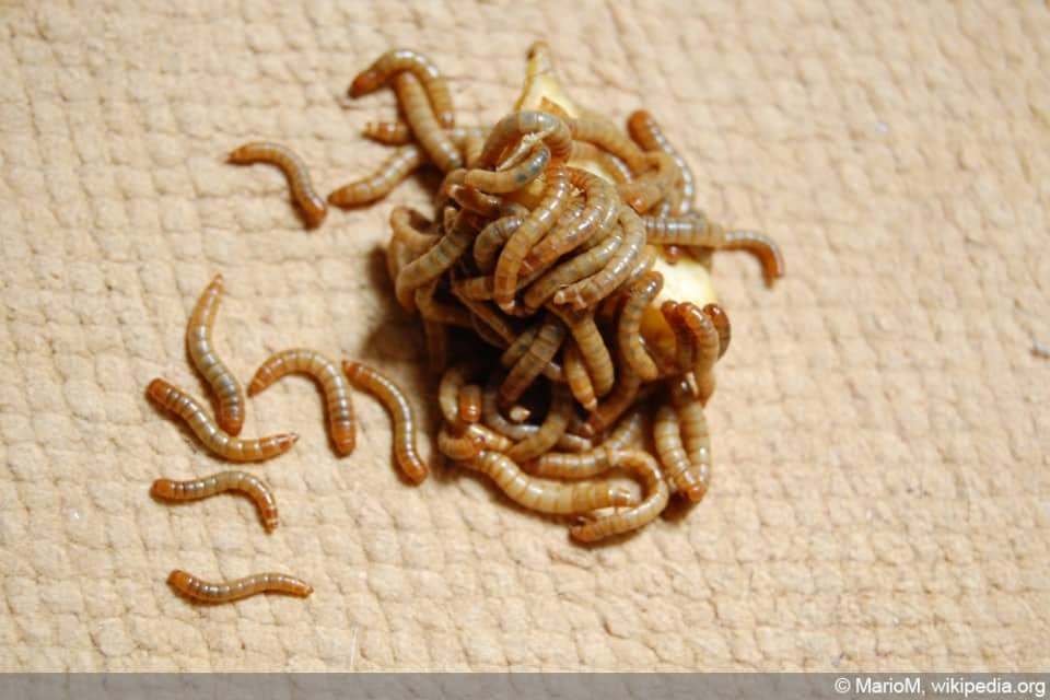 Larven und Würmer im Bett/Bettkasten woher und wie bekämpfen?