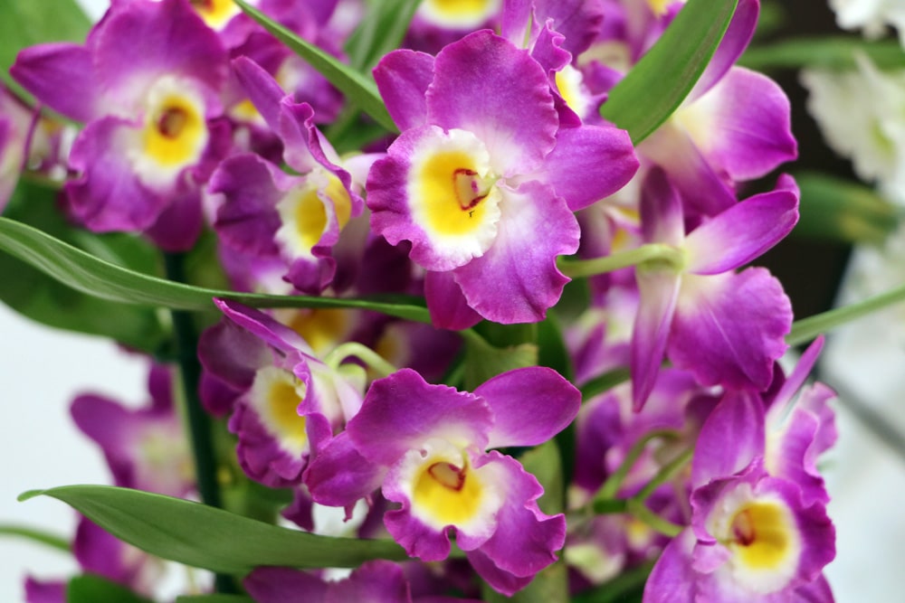 Orchidaceae dendrobium - Orchidee