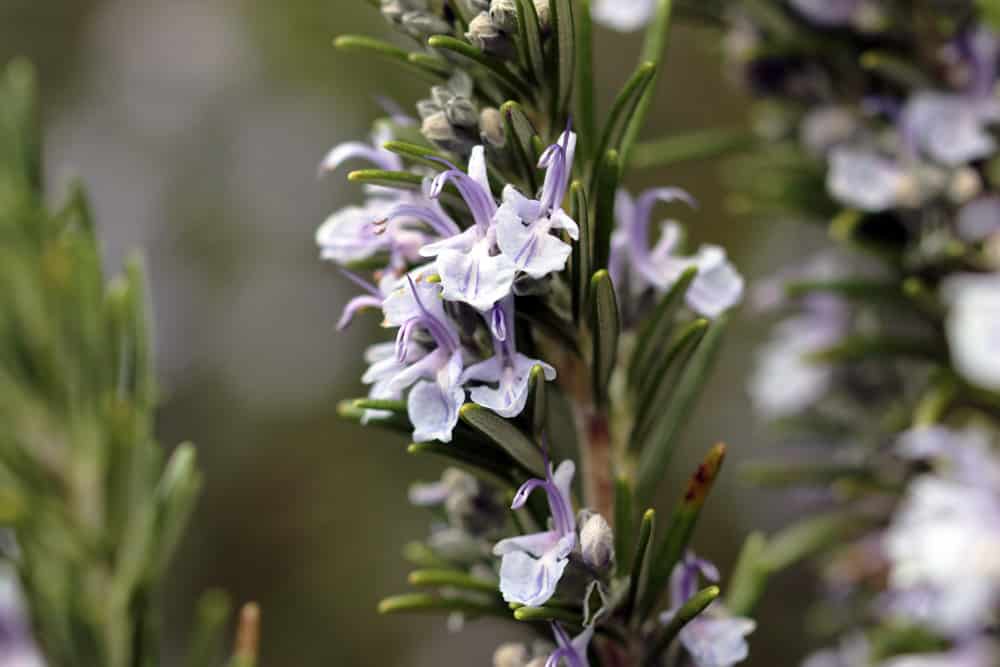 Rosmarin - Rosmarinus officinalis