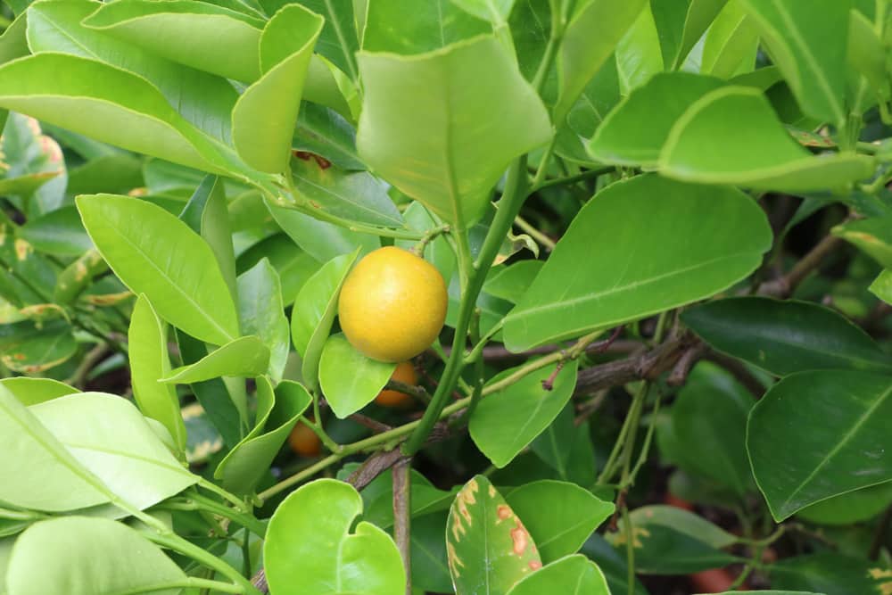 runde Kumquat - Fortunella - Citrus japonica