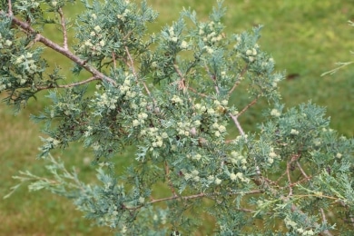 weiße Scheinzypresse - Chamaecyparis thyoides
