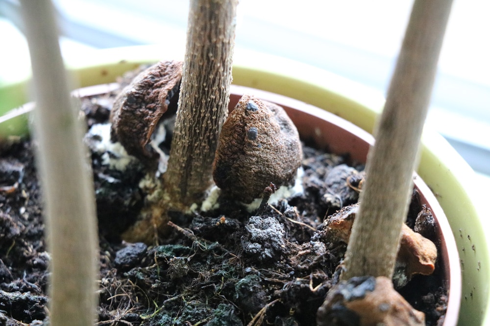 Ist Schimmel auf Blumenerde schdlich - Tipps zum verhindern -  Hausgarten.net