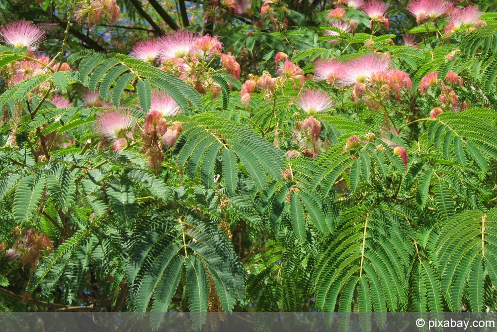 Seidenbaum, Albizia julibrissin - Anzucht und Pflege - Ist er winterhart? -  Hausgarten.net