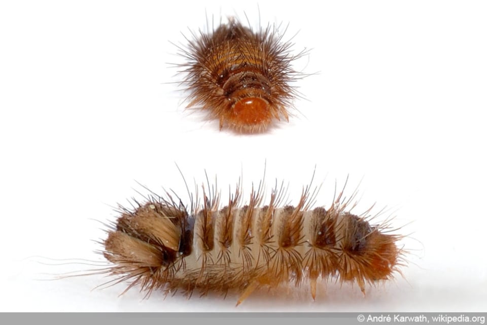 Larven und Würmer im Bett/Bettkasten woher und wie bekämpfen?