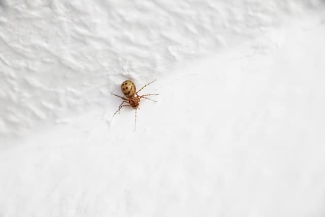 Maden In Der Küche Das Hilft Bei Madenbefall Im Haus Maden in der Küche - das hilft bei Madenbefall im Haus - Hausgarten.net