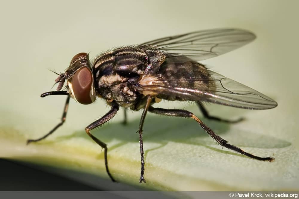 Stechfliege - Wadenstecher - Wadenbeißer