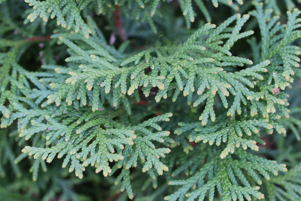 Thuja occidentailis