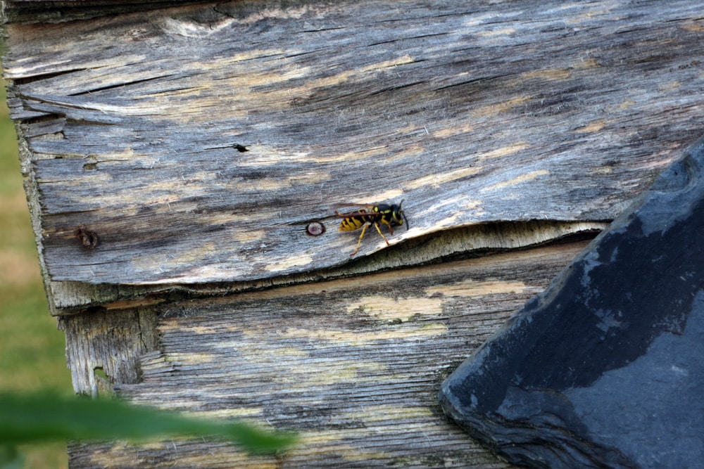 Fliegengitter-Magnet: Die clevere Lösung gegen Insekten