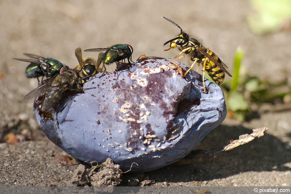 Wespen und Fliegen essen Pflaume