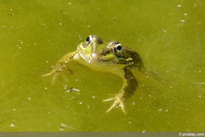 Frosch mit Algen