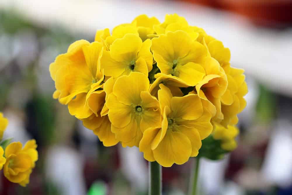 Aurikel - Primula auricula