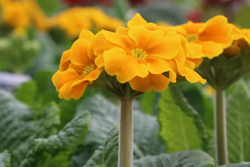 Aurikel, Primula auricula Pflege & Vermehrung des Gartenaurikels
