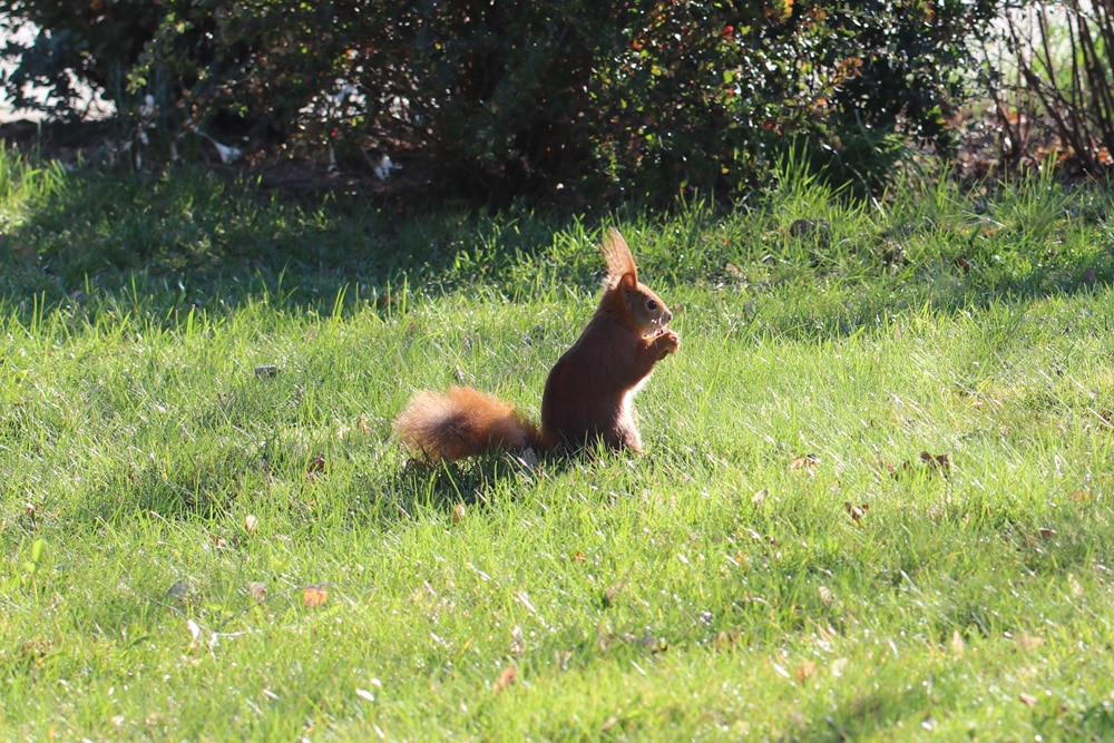 Eichhörnchen