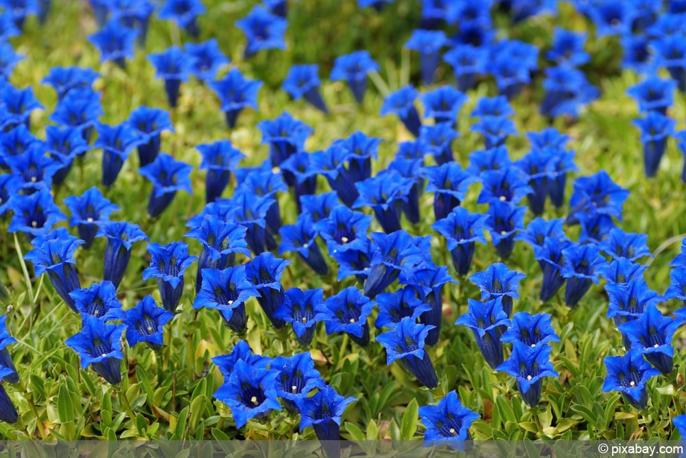 Blauer Enzian - Pflege der Blume, Infos zu Bltezeit und berwinterung -  Hausgarten.net