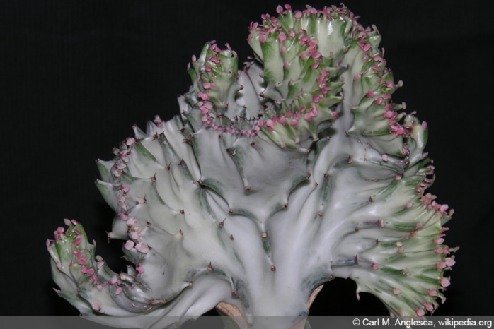 Eeuphorbia lactea 'Cristata'