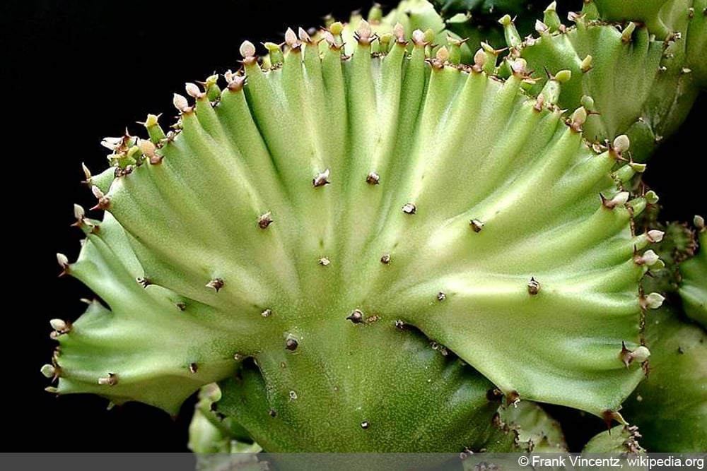 Eeuphorbia lactea 'Cristata'