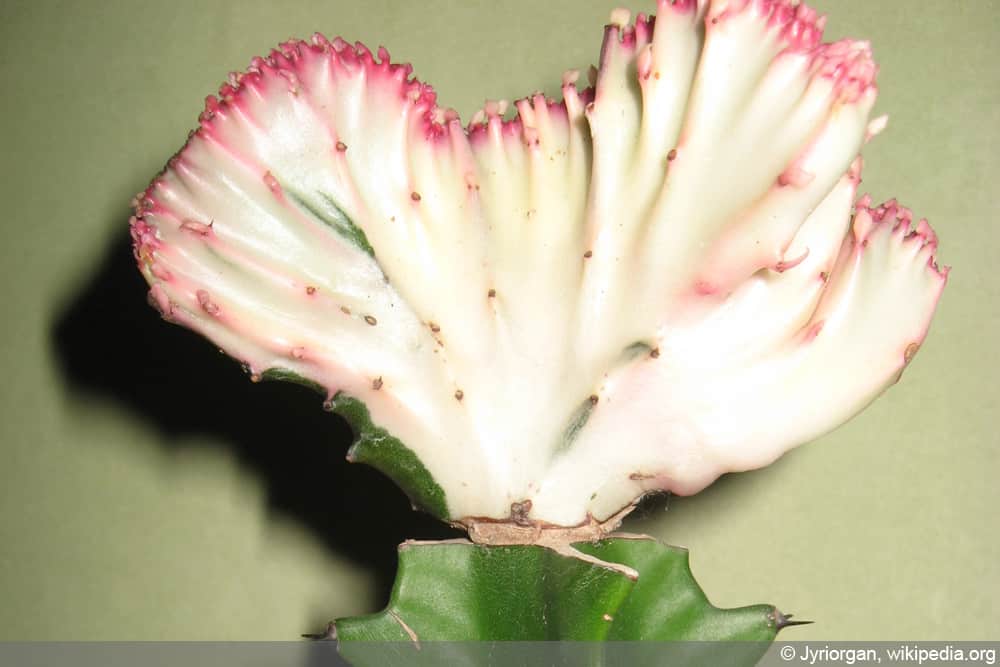 Eeuphorbia lactea 'Cristata'