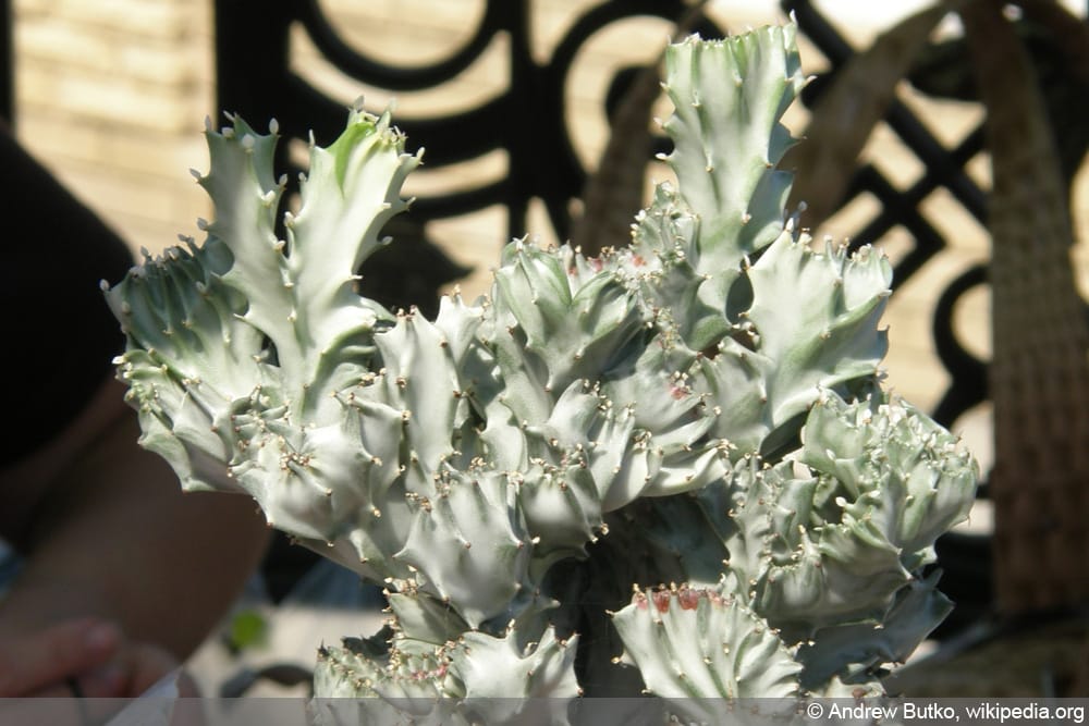 Eeuphorbia lactea 'Cristata'