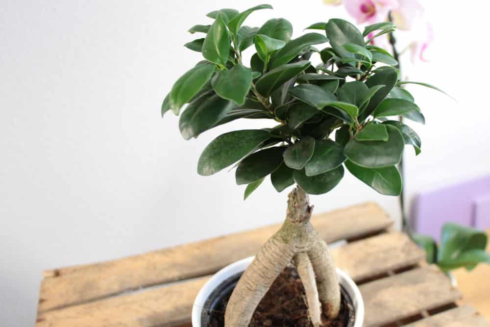 Ficus ginseng als Bonsai