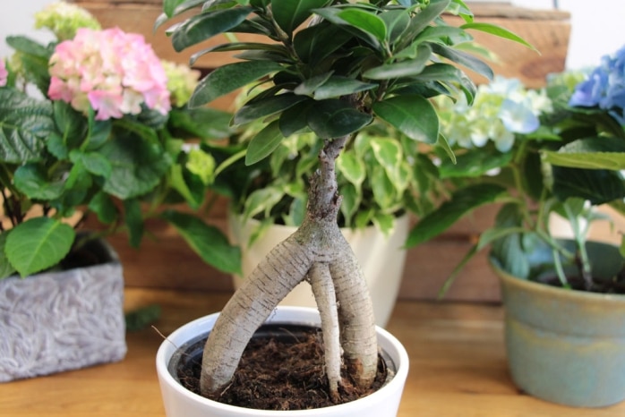 Ficus ginseng als Bonsai