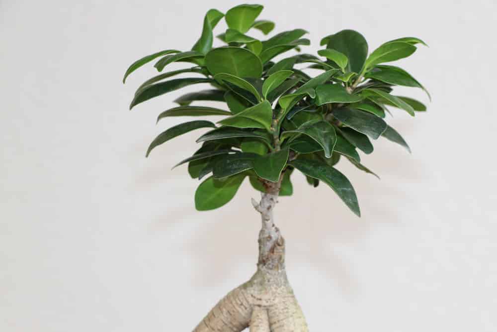 Ficus ginseng als Bonsai