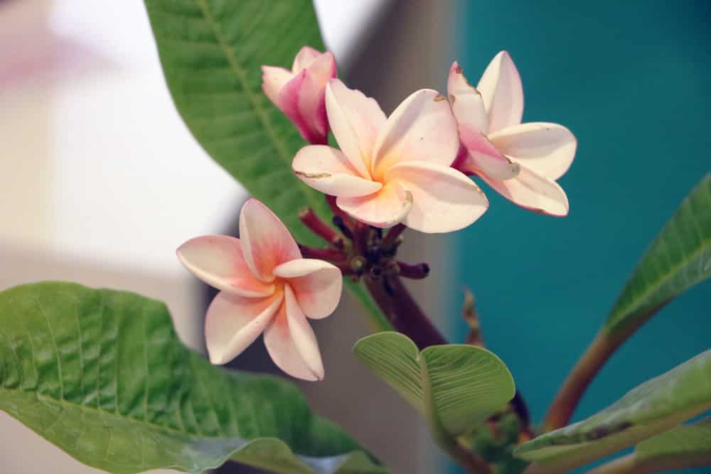 Frangipani richtig gieen & dngen - Dnger fr Plumeria / Tempelbaum -  Hausgarten.net
