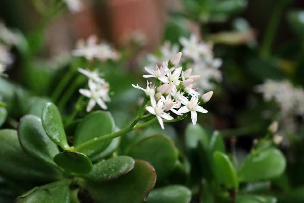 Zimmerpflanze - Geldbaum - Crassula