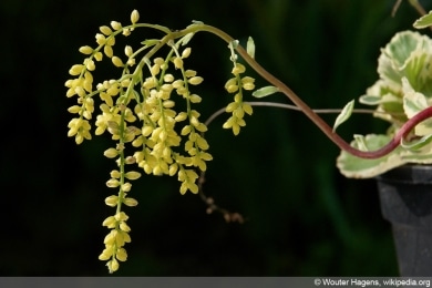 Goldtröpfchen - Umbilicus oppositifolius