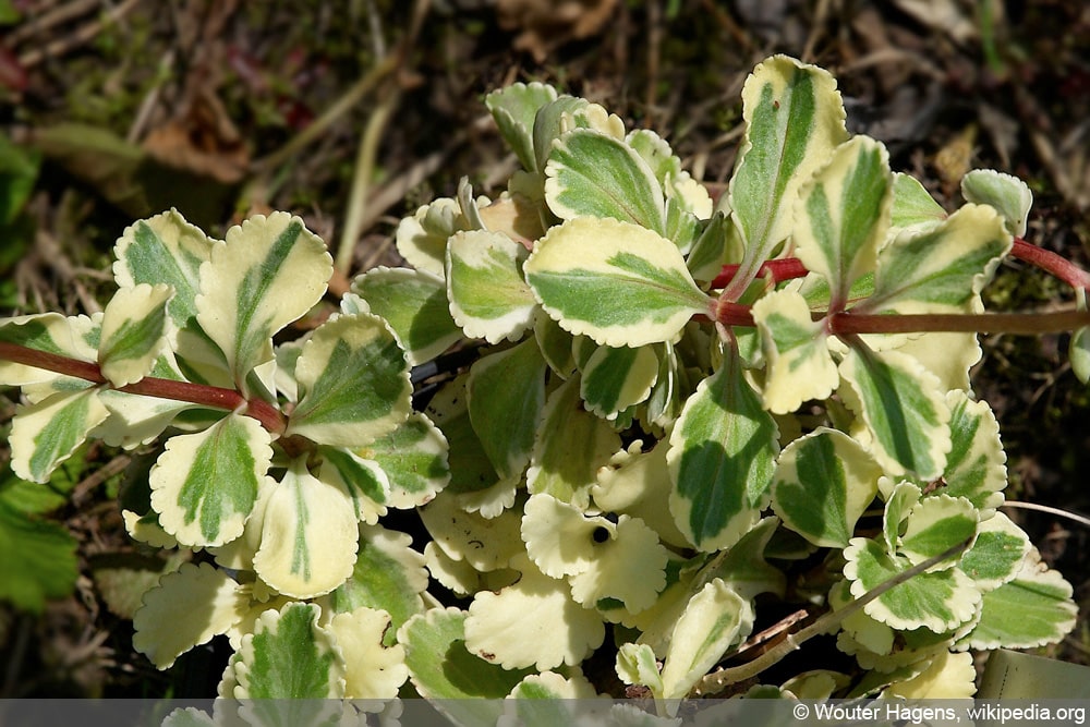 Goldtröpfchen - Chiastophyllum oppositifolium