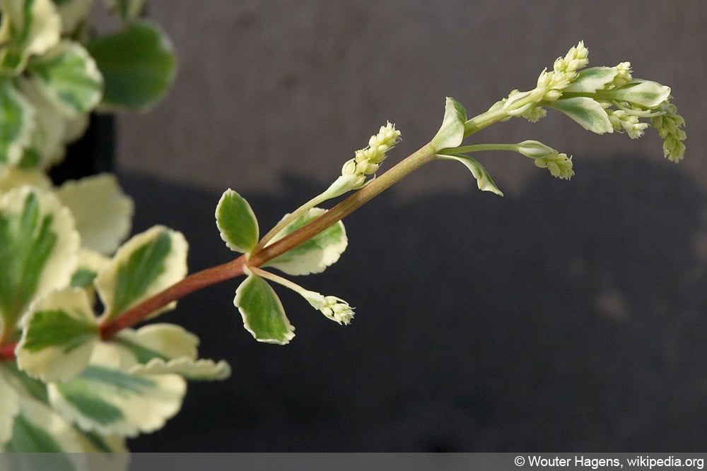 Goldtröpfchen - Chiastophyllum oppositifolium