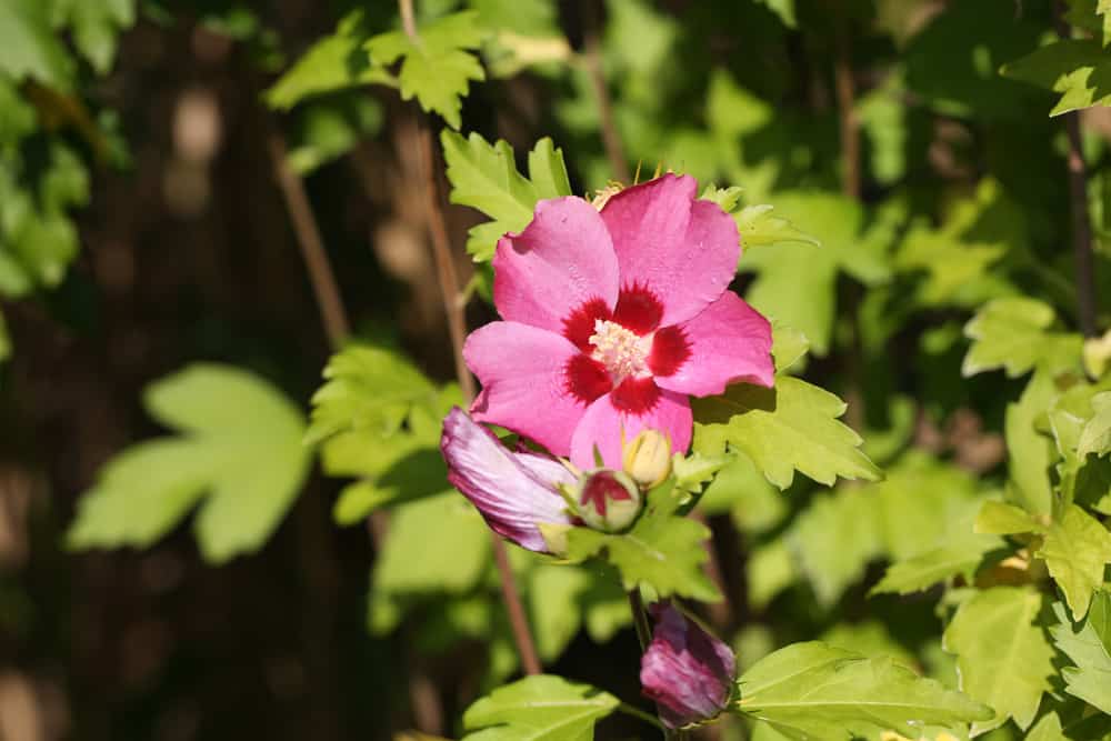 Garteneibisch - Hibiskus